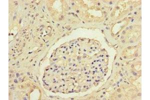 Immunohistochemistry of paraffin-embedded human kidney tissue using ABIN7144100 at dilution of 1:100 (ANGPTL1 抗体  (AA 24-289))