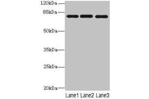 Western blot All lanes: PPEF1 antibody at 1 μg/mL Lane 1: U251 whole cell lysate Lane 2: A549 whole cell lysate Lane 3: Mouse gonadal tissue Secondary Goat polyclonal to rabbit IgG at 1/10000 dilution Predicted band size: 76, 70, 73, 45, 69 kDa Observed band size: 76 kDa (PPEF1 抗体  (AA 301-500))