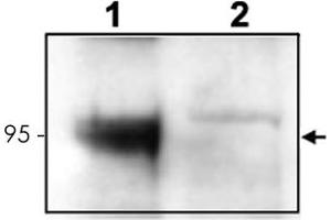Western blot using Ntrk3 polyclonal antibody  to detect endogenous Ntrk3 in mouse cortex lysate (Lane 1). (NTRK3 抗体  (C-Term))