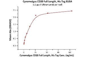 Measured by its binding ability in a functional ELISA. (CD20 Protein (AA 1-297) (His tag))