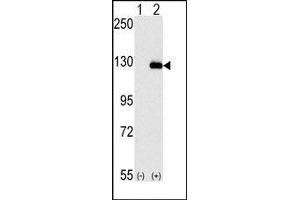 Image no. 1 for anti-Budding Uninhibited By Benzimidazoles 1 Homolog beta (Yeast) (BUB1B) (N-Term) antibody (ABIN360515) (BUB1B 抗体  (N-Term))