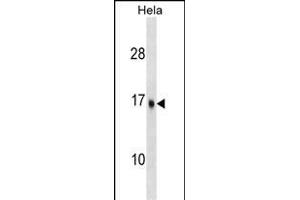 UBE2D3 Antibody (C-term) (ABIN1536647 and ABIN2848493) western blot analysis in Hela cell line lysates (35 μg/lane). (UBE2D3 抗体  (C-Term))