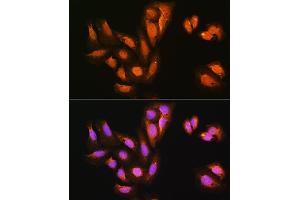 Immunofluorescence (IF) image for anti-Kinesin Associated Protein 3 (KIFAP3) (AA 1-200) antibody (ABIN1680591)