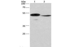 Western Blot analysis of Mouse panceas tissue and NIH/3T3 cell using IRF9 Polyclonal Antibody at dilution of 1:380 (IRF9 抗体)
