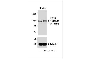 Western blot analysis of lysates from Jurkat cell line, untreated or treated with CoCl2, 0. (HIF1A 抗体)