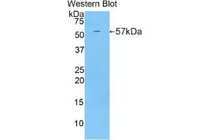 Western blot analysis of the recombinant protein. (CUZD1 抗体  (AA 291-545))