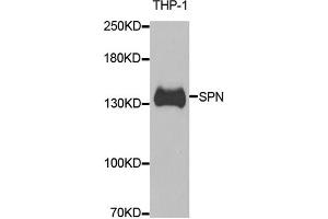 Western blot analysis of extracts of THP-1 cells, using SPN antibody (ABIN5973813) at 1/1000 dilution. (CD43 抗体)