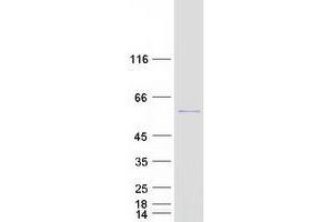 Western Blotting (WB) image for DEP Domain Containing 7 (DEPDC7) (Transcript Variant 1) protein (Myc-DYKDDDDK Tag) (ABIN2719401)
