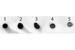 Dot Blot of Sheep anti-Mouse IgG Antibody Alkaline Phosphatase Conjugated. (绵羊 anti-小鼠 IgG (Heavy & Light Chain) Antibody (Alkaline Phosphatase (AP)) - Preadsorbed)