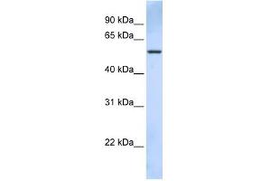 WB Suggested Anti-TRIM43 Antibody Titration:  0. (TRIM43 抗体  (C-Term))
