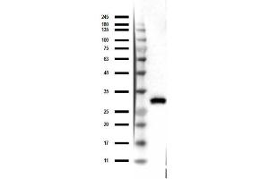 Western Blot of Mouse Anti-RFP Antibody Western Blot of Mouse Anti-RFP Antibody. (RFP 抗体)