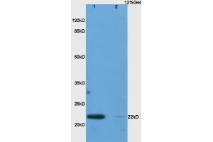 Lane 1: rat lung lysates Lane 2: rat pancreas lysates probed with Anti IL-17C Polyclonal Antibody, Unconjugated (ABIN747983) at 1:200 in 4 °C. (IL17C 抗体  (AA 101-197))