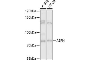 Western blot analysis of extracts of various cell lines, using ASPH antibody (ABIN6127459, ABIN6137213, ABIN6137215 and ABIN6217041) at 1:3000 dilution. (Aspartate beta Hydroxylase 抗体  (AA 111-270))