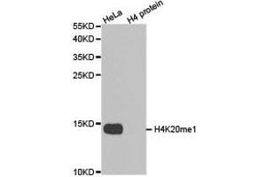 Western blot analysis of extracts of HeLa cell line and H4 protein expressed in E. (Histone H4 抗体  (meLys20))