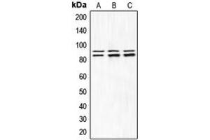 Western blot analysis of IKK alpha/beta (pS180/181) expression in HEK293T LPS-treated (A), Raw264. (IKK-alpha /IKK-beta 抗体  (pSer180, pSer181))
