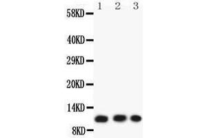 Anti-Eotaxin 3 Picoband antibody,  All lanes: Anti-Eotaxin 3 at 0. (CCL26 抗体  (AA 24-94))