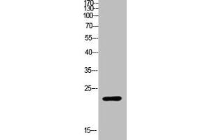 Western Blot analysis of customer's (cat sample) using Ribosomal Protein L17 Polyclonal Antibody (RPL17 抗体  (Internal Region))
