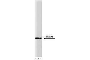 Western Blotting (WB) image for anti-Mitogen-Activated Protein Kinase Kinase 1 (MAP2K1) antibody (ABIN967763) (MEK1 抗体)