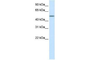 Human Liver; WB Suggested Anti-HSZFP36 Antibody Titration: 0. (ZNF823 抗体  (Middle Region))