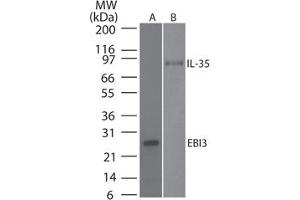 Image no. 1 for anti-Interleukin-27 subunit beta (IL-27b) antibody (ABIN959968) (EBI3 抗体)