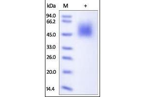 SDS-PAGE (SDS) image for CD80 (CD80) (AA 35-242) (Active) protein (His tag) (ABIN2180841)