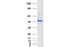 Western Blotting (WB) image for Tubulin, gamma 1 (TUBG1) protein (Myc-DYKDDDDK Tag) (ABIN2734586)