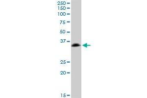 SSR1 MaxPab polyclonal antibody. (SSR1 抗体  (AA 1-286))