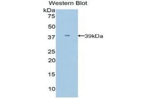 Western Blotting (WB) image for anti-Apolipoprotein C-I (APOC1) (AA 30-88) antibody (ABIN3208968) (APOC1 抗体  (AA 30-88))
