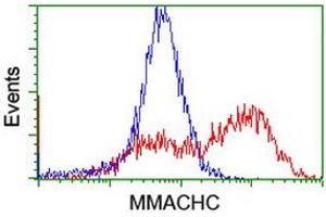 Flow Cytometry (FACS) image for anti-Methylmalonic Aciduria (Cobalamin Deficiency) CblC Type, with Homocystinuria (MMACHC) antibody (ABIN1499512) (MMACHC 抗体)