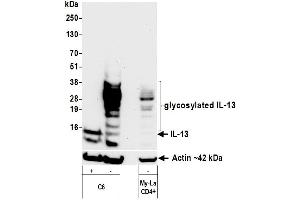 Western Blotting (WB) image for anti-Interleukin 13 (IL13) (AA 35-146) antibody (ABIN7795750)