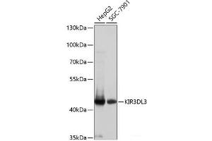 Western blot analysis of extracts of various cell lines using KIR3DL3 Polyclonal Antibody at dilution of 1:1000. (KIR3DL3 抗体)