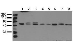 Western Blotting (WB) image for anti-Mitogen-Activated Protein Kinase 9 (MAPK9) antibody (ABIN126823) (JNK2 抗体)