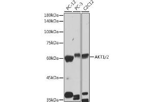 Western blot analysis of extracts of various cell lines, using /2 antibody (ABIN1679270, ABIN1679271, ABIN7101491 and ABIN7101492) at 1:1000 dilution. (AKT1/2 抗体)