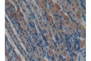 DAB staining on IHC-P; Samples: Mouse Stomach Tissue (Kallikrein 5 抗体  (AA 25-261))