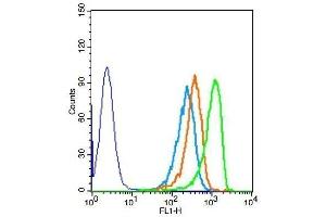 Human HepG2 cells probed with Rabbit Anti-DOK5 Polyclonal Antibody (DOK5 抗体  (AA 21-120))