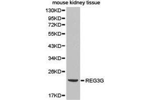 Western Blotting (WB) image for anti-Regenerating Islet Derived Protein 3 gamma (REG3g) antibody (ABIN1874579) (REG3g 抗体)