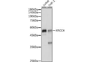 Western blot analysis of extracts of various cell lines, using XRCC4 antibody (ABIN3022381, ABIN3022382, ABIN3022383 and ABIN6218772) at 1:1000 dilution. (XRCC4 抗体  (AA 1-336))