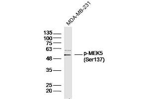 Human MDA-MB-231 cells probed with MEK5(Ser137) Polyclonal Antibody, unconjugated  at 1:300 overnight at 4°C followed by a conjugated secondary antibody at 1:10000 for 90 minutes at 37°C. (MAP2K5 抗体  (pSer137))