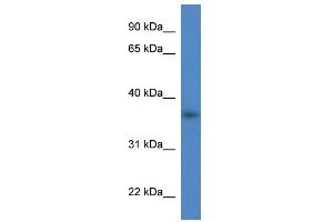 WB Suggested Anti-Lgals4 Antibody Titration:  0. (GAL4 抗体  (C-Term))