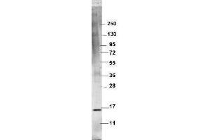Western blot using  protein-A purified anti-swine TNFa antibody shows detection of recombinant swine TNFa at 16. (TNF alpha 抗体)