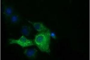 Anti-IGF2BP2 mouse monoclonal antibody (ABIN2453831) immunofluorescent staining of COS7 cells transiently transfected by pCMV6-ENTRY IGF2BP2 (RC205673). (IGF2BP2 抗体)