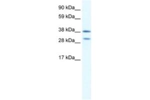 Western Blotting (WB) image for anti-NK2 Homeobox 3 (NKX2-3) antibody (ABIN2460628) (NK2 Homeobox 3 抗体)