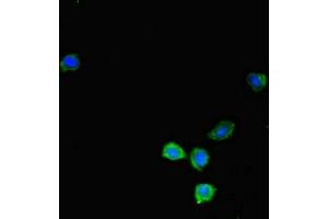 Immunofluorescent analysis of HepG2 cells using ABIN7157503 at dilution of 1:100 and Alexa Fluor 488-congugated AffiniPure Goat Anti-Rabbit IgG(H+L) (KIR2DL3 抗体  (AA 22-245))
