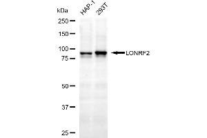 anti-LON Peptidase N-terminal Domain and Ring Finger 2 (LONRF2) antibody