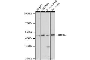 Western blot analysis of extracts of various cell lines, using HTR1A antibody (ABIN3016728, ABIN3016729, ABIN3016730 and ABIN1678491) at 1:1000 dilution. (Serotonin Receptor 1A 抗体)