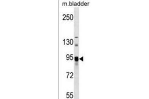 ASAH2 Antibody (C-term) (ABIN1537571 and ABIN2850513) western blot analysis in mouse bladder tissue lysates (35 μg/lane). (ASAH2 抗体  (C-Term))