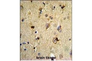 Formalin-fixed and paraffin-embedded human brain tissue reacted with EN2 Antibody (C-term), which was peroxidase-conjugated to the secondary antibody, followed by DAB staining. (EN2 抗体  (C-Term))