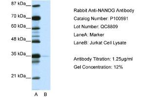 WB Suggested Anti-NANOG AntibodyTitration: 1. (Nanog 抗体  (N-Term))