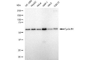 Western blotting analysis using Cyclin B1 antibody (ABIN7798191). (Recombinant Cyclin B1 抗体)