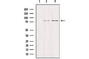 Western blot analysis of extracts from various samples, using NCKIPSD Antibody. (NCKIPSD 抗体  (Internal Region))